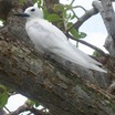 White Tern